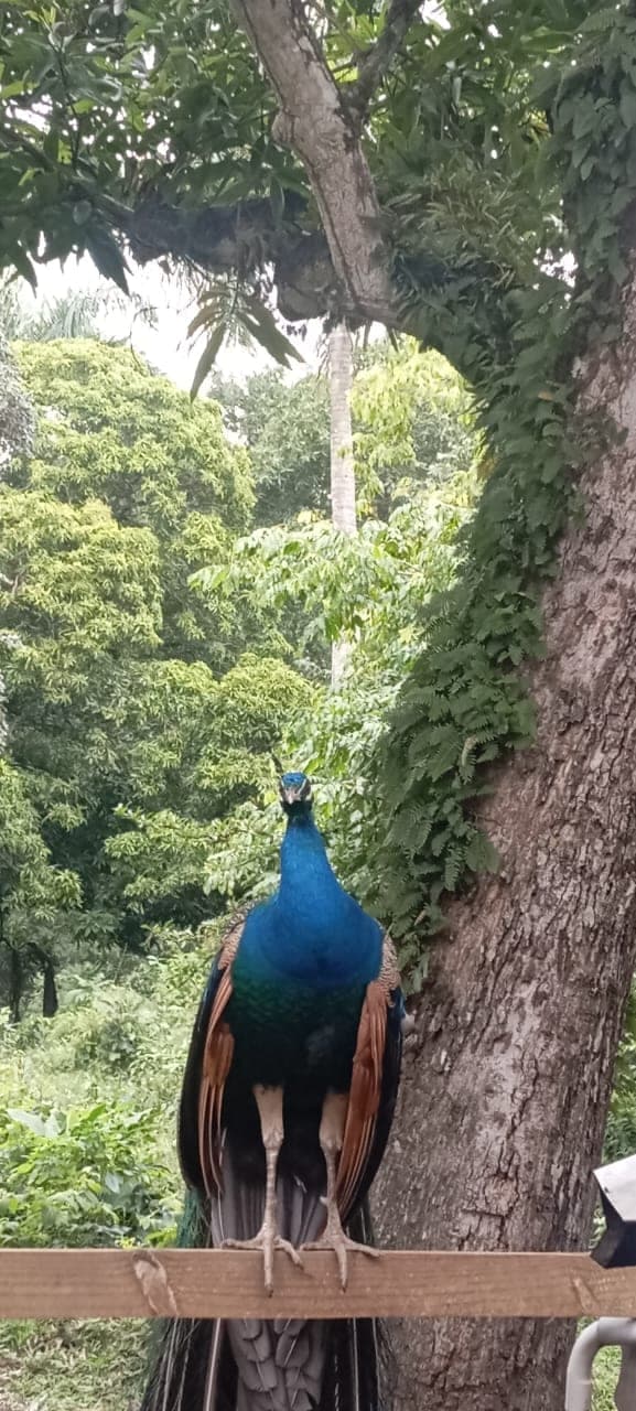 A peacock in the gardens
